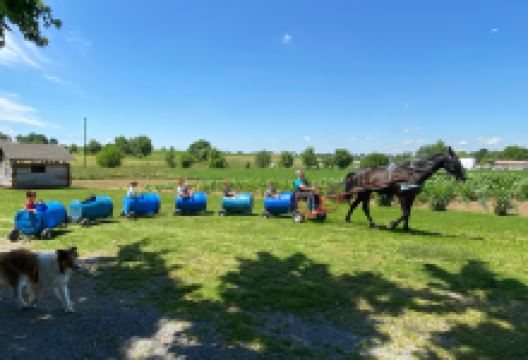 Old Windmill Farm景点图片