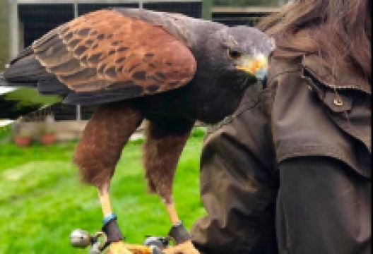 Bird Lady of Fowey景点图片