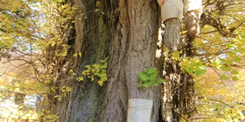 乳房銀杏観音堂