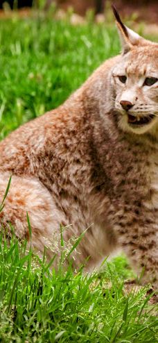 Parc Animalier de Casteil-东比利牛斯山脉