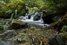 Mount Thomas Forest Conservation Area景点图片