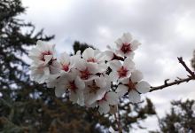 Bosquecillo景点图片
