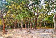 Mzuzu Botanical Gardens景点图片