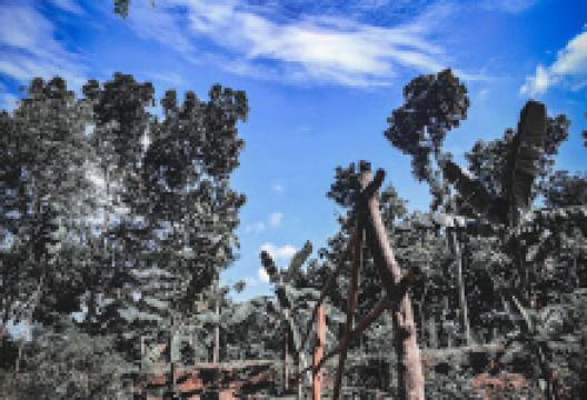 Jembatan Wiro景点图片