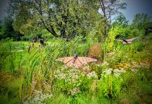 Gardens of the Heart of Cedar Springs景点图片