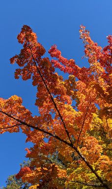 Lithia Park Playground-阿什兰