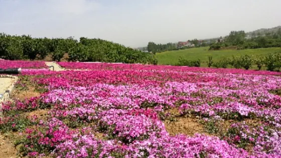 聖人窩·櫻桃谷