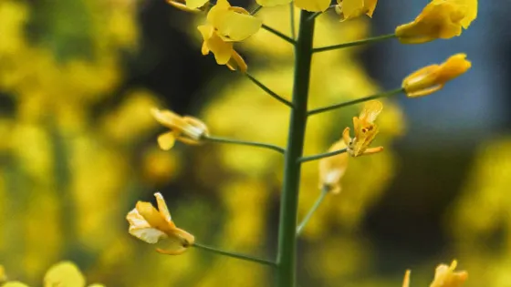 亂石坡油菜花區