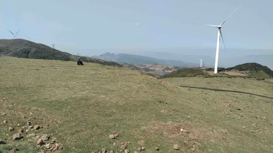 錦雞棲