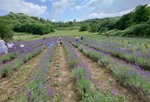 Lavender Hill Mecsek景点图片