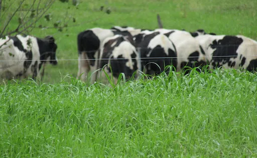 Macdonald Campus Farm