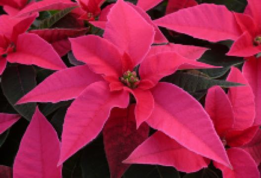 サザンガーデン购物图片