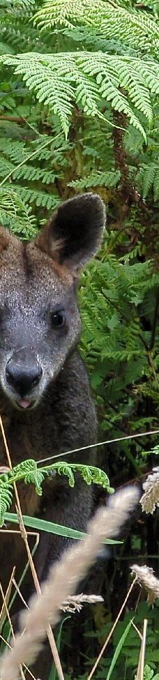 坎尼特河沿岸考拉步行道-Kennett River