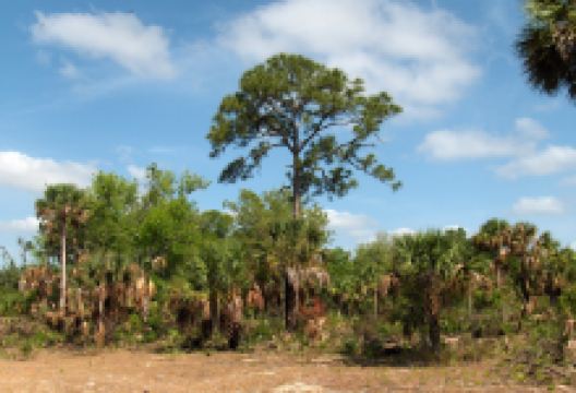 Enchanted Forest Sanctuary景点图片