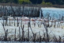 Kosi Bay Nature Reserve景点图片