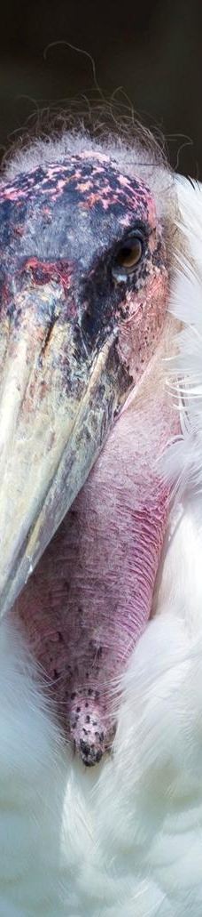 阿默斯福特动物园-阿默斯福特