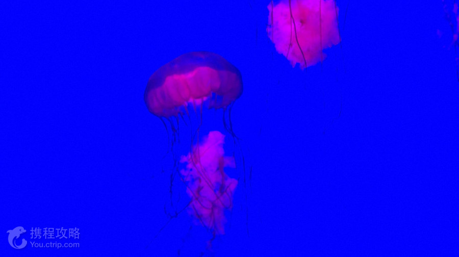 加拿大瑞普利水族館