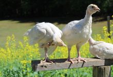 Harris Turkey Farm景点图片