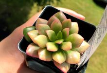 Perennial Point Garden Center购物图片