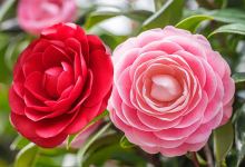 CreativityGardening景点图片