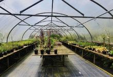 Treseders Nursery购物图片
