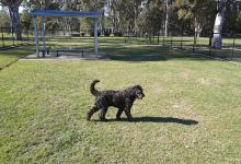 Logan River Fenced Large Dog Park景点图片