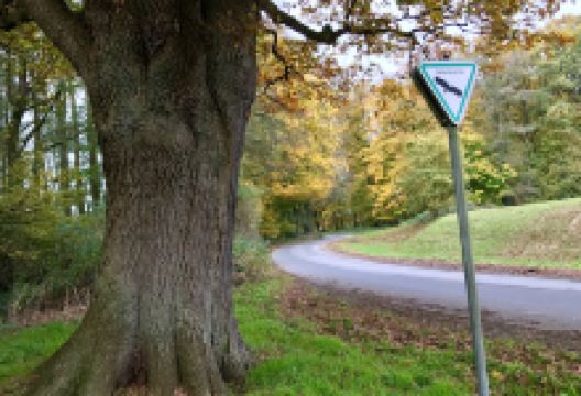 Naturdenkmal Eiche景点图片