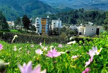 Pedonale, central park景点图片