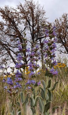 Le Fevre Overlook-科科尼诺县