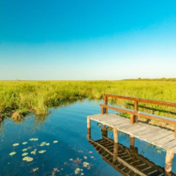 科隆卡洛斯佩莱格里尼图片