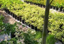 Vivero Villa Olimpica购物图片