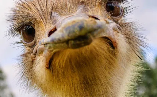 Struisvogelboerderij Schobbejaks Hoogte