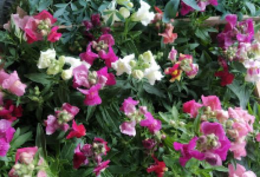 Vivero Siempre verde购物图片