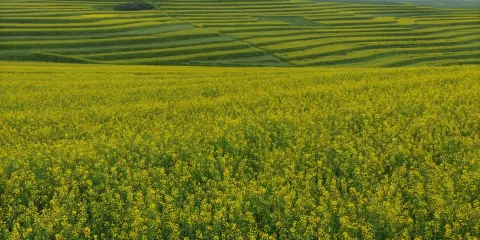 遜讓鄉油菜花海