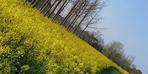 吳窯鎮人口文化園