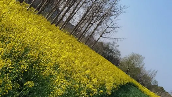 吳窯鎮人口文化園