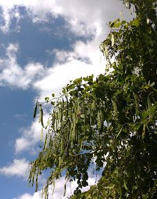 St. Jude Village Park-圣费尔南多