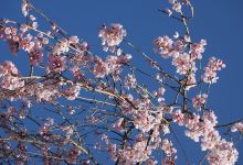 田ノ头郷のしだれ桜景点图片