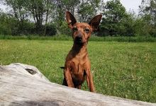 Kvarnängen Hundgård景点图片