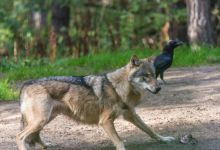 Schorfheide Wildlife Park景点图片