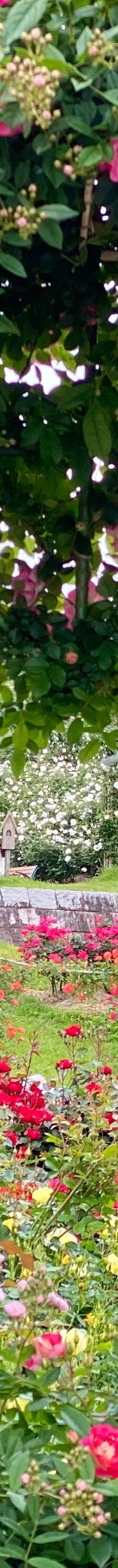 日本最大 鹿屋玫瑰园-鹿屋市