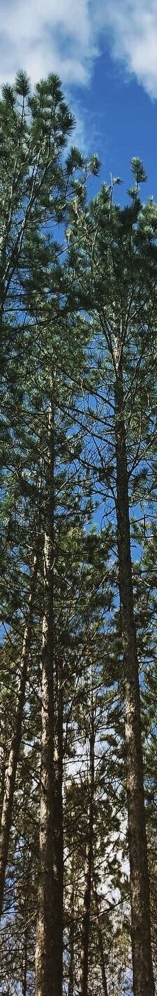 Mikisew Provincial Park-Machar