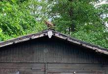 Stockley Farm Birds of Prey Centre景点图片