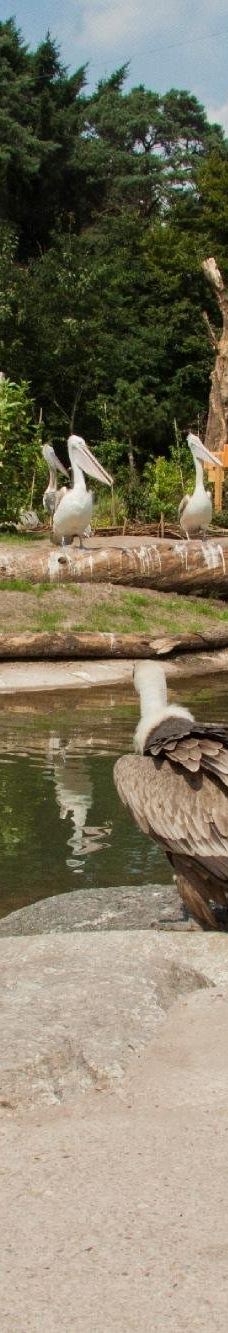 阿默斯福特动物园-阿默斯福特