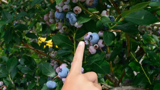 Blue Berry Azumino