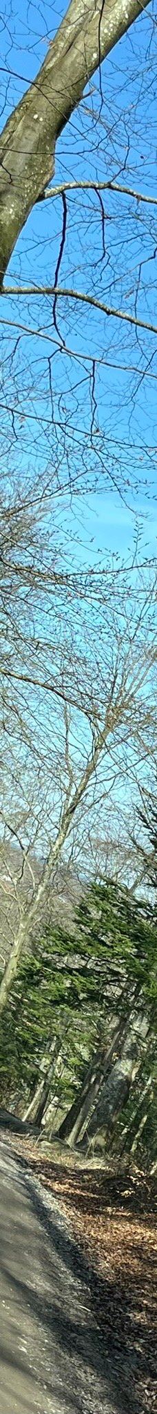 Pikkerbakken-腓特烈港