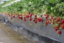 Koyama Farm购物图片
