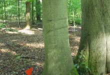 Gedenkstätte Todesmarsch im Belower Wald景点图片