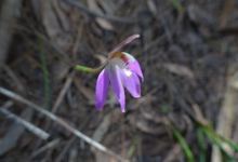 Henry Somerset Orchid Reserve景点图片