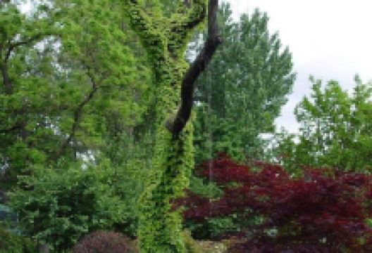 Horti Expert购物图片